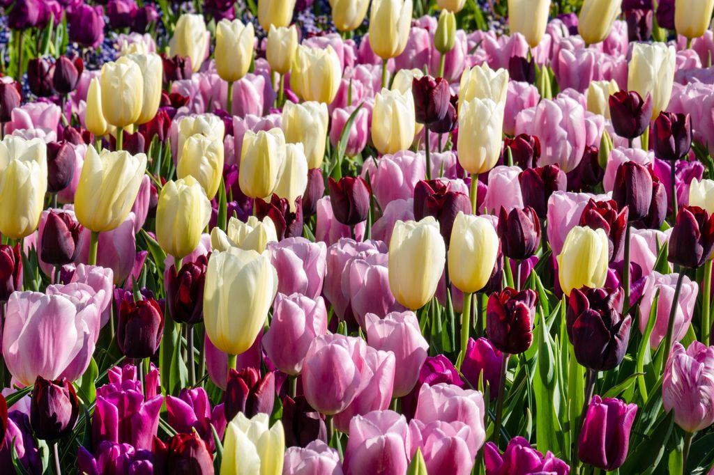 Los tulipanes ('Tulipa'), flores símbolo de la primavera 