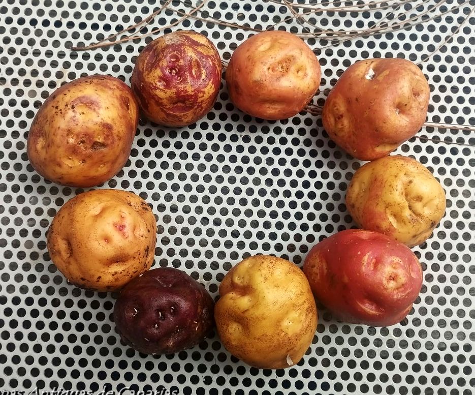 Papas Antiguas de Canarias, un tesoro de la despensa de las islas.