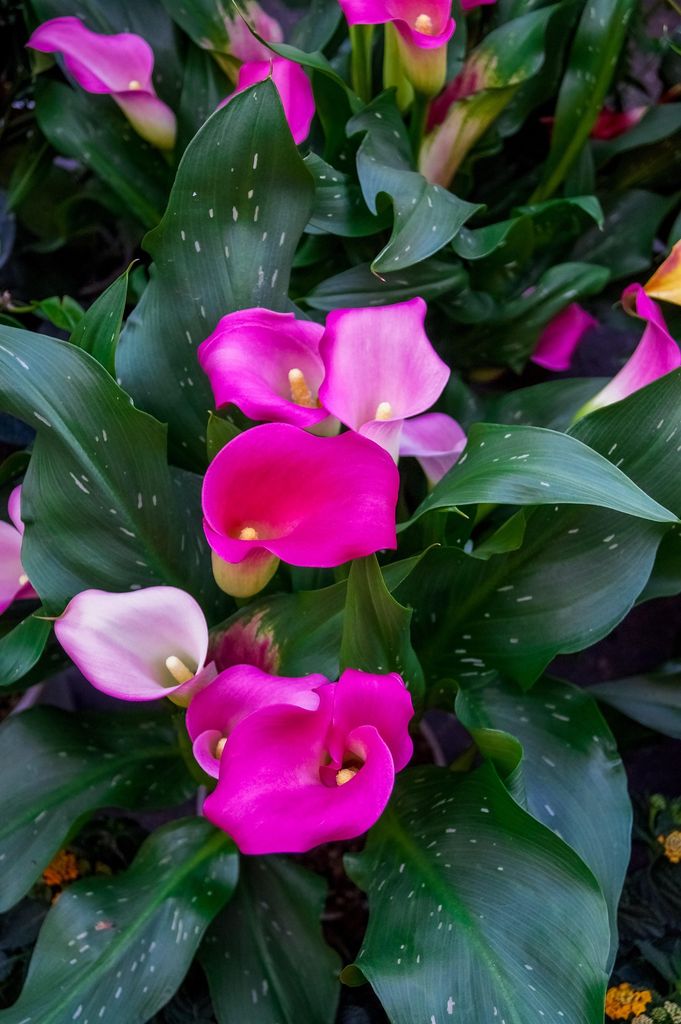 Calas rosas