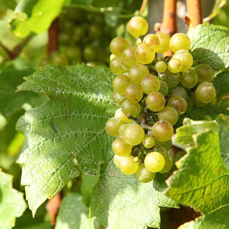 Uvas blancas