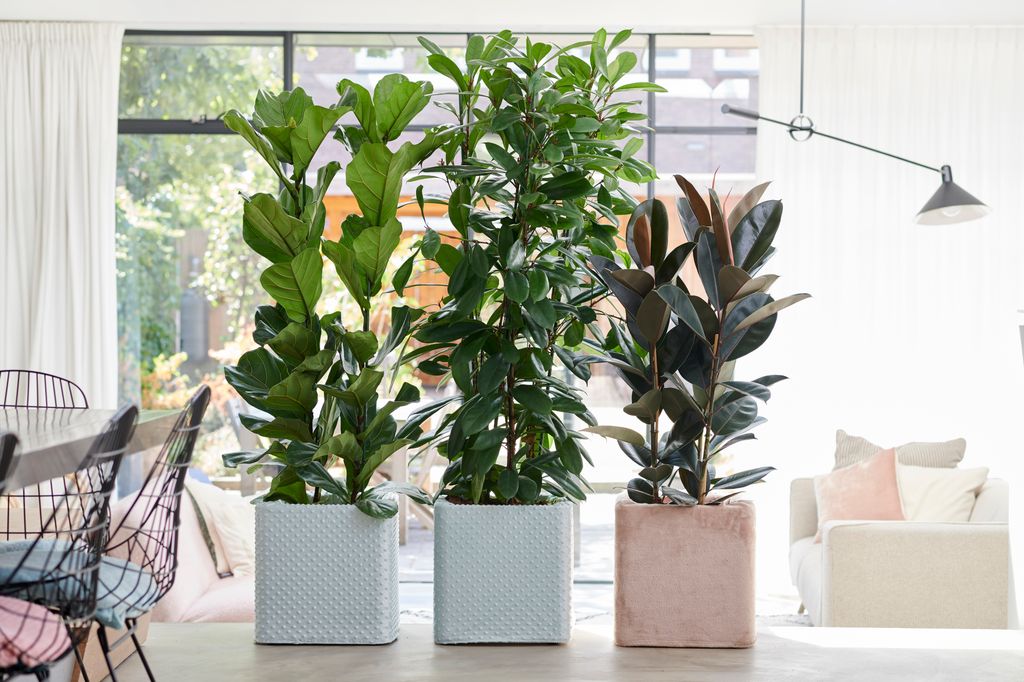 variedades-de-ficus-sabes-diferenciarlos-aprende-a-hacerlo-junto-a
