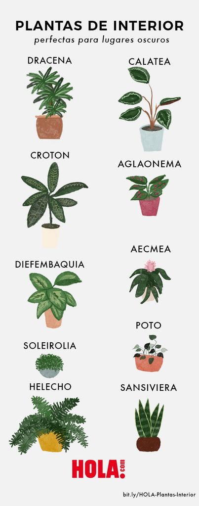 10 Plantas de interior perfectas para sitios con poca luz