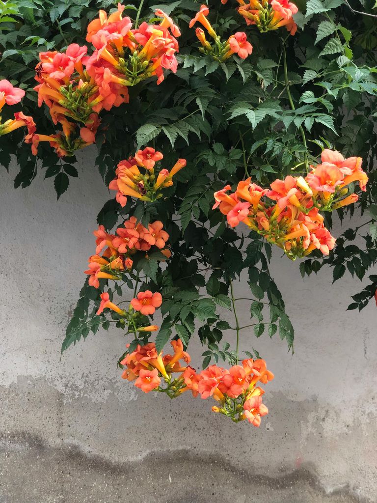 Trompeta de fuego o Campsis radicans