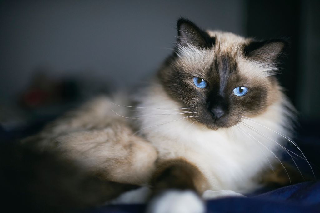 Con sus ojos azules intensos y su temperamento equilibrado, el Birmano es un gato muy especial