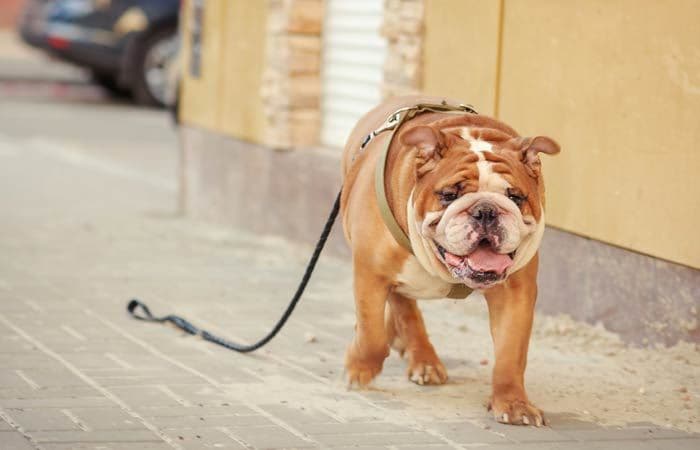 Perro con la correa y suelto