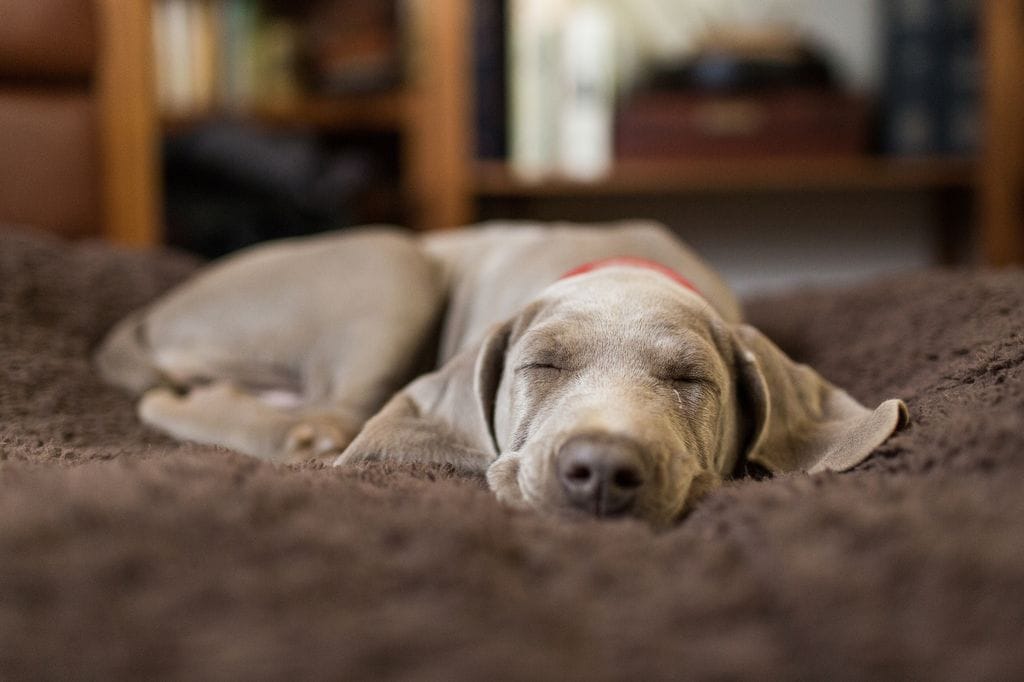 perro durmiendo 