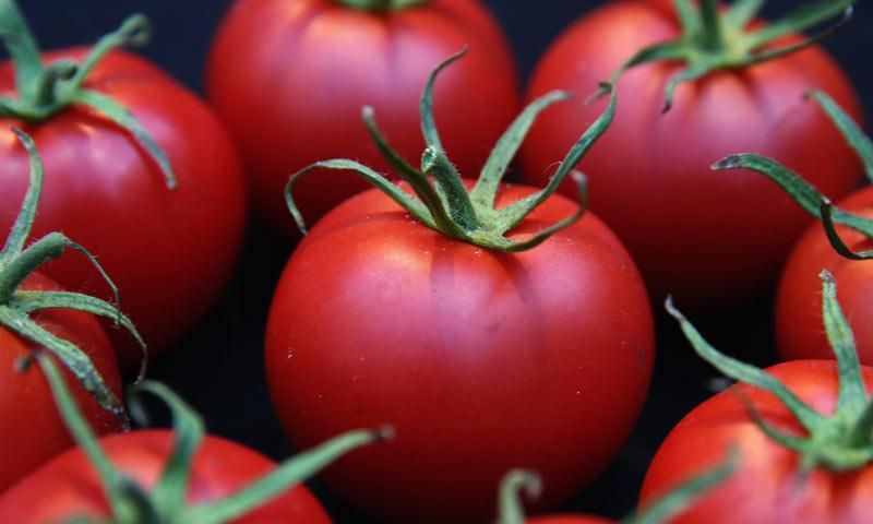 tomates1