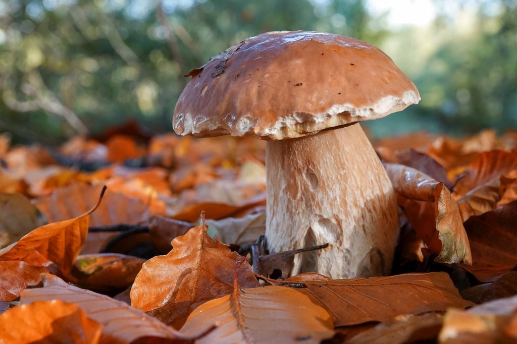 Boletus.