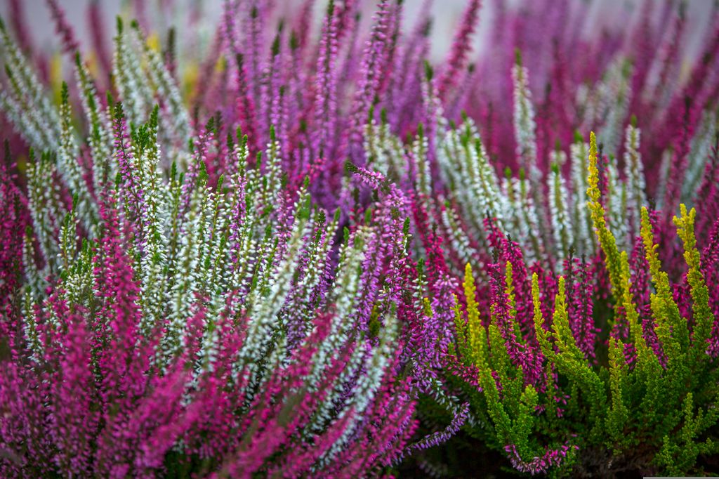 Aspecto del brezo (‘Calluna vulgaris’) en otoño