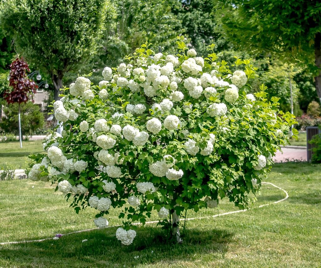 Arbusto con flor durilllo