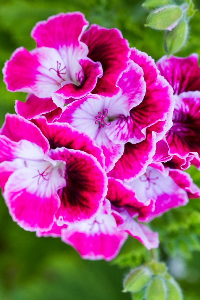 Gloxinia o Sinningia speciosa.
