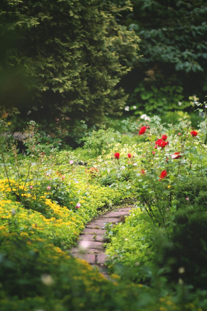 Jardín con plantas silvestres