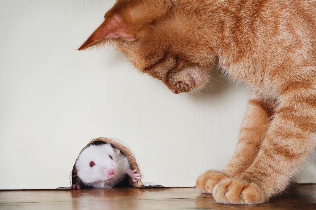 Gato esperando cazar un ratón 