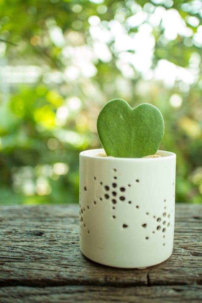 Hoya Kerrii suculenta. 