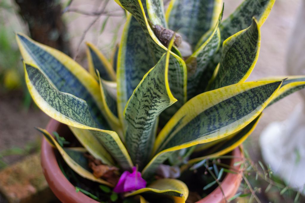 Sanseviera planta de interior. 