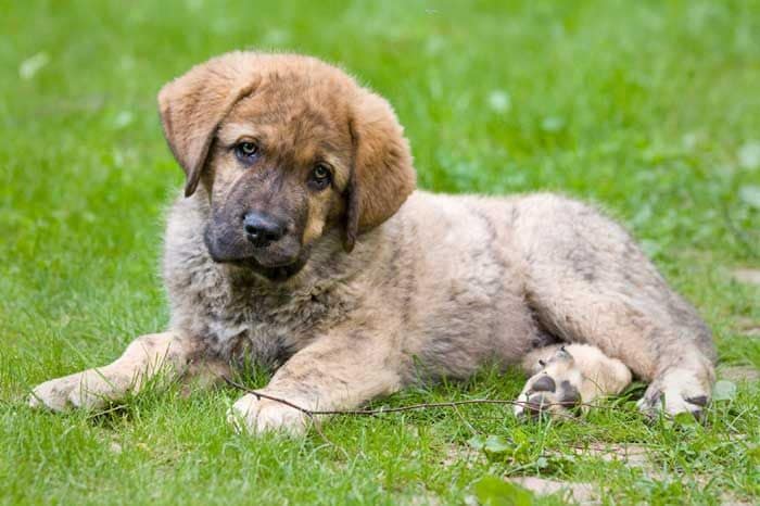Un cachorro de mastín español tumbado en el césped