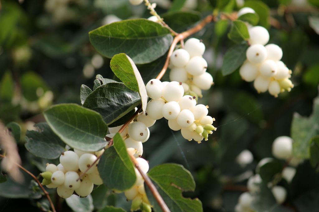 Symphoricarpos con frutos blancos.