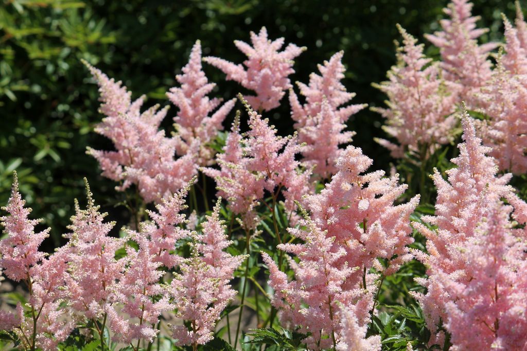 Astilbe de color rosa.