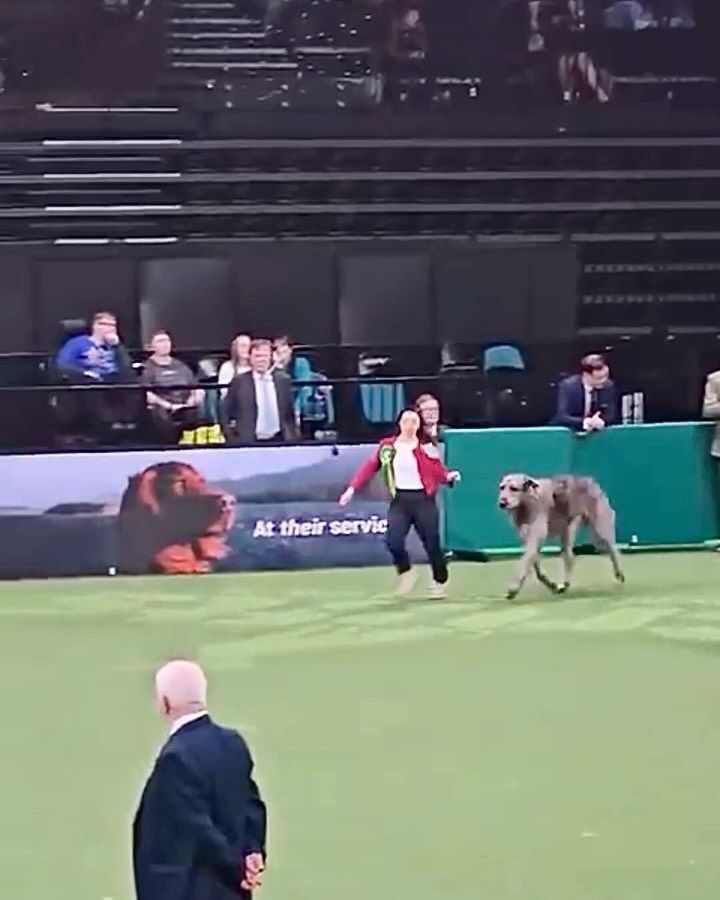 Con solo tres años, el perro de Sting ya se ha convertido en una auténtica estrella del escenario canino