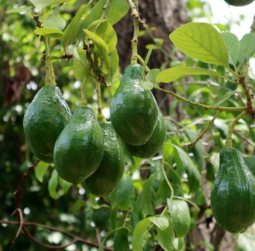 Aunque muchas veces lo tratemos como verdura, el aguacate es en fruto.
