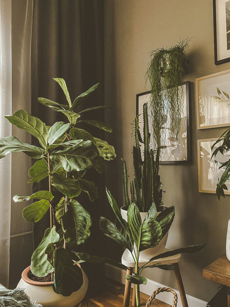 Plantas de interior