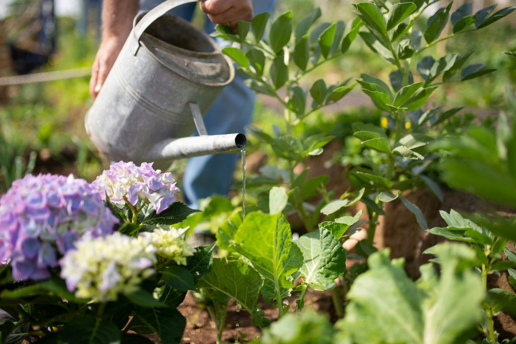 Persona regando plantas. 