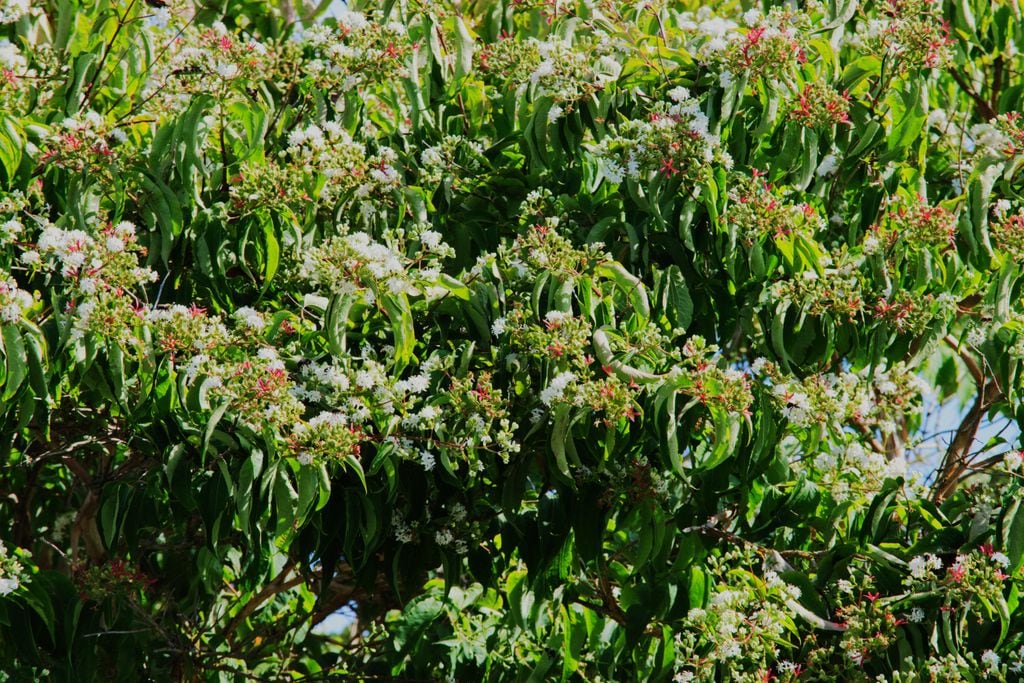 Árbol de los siete hijos o Heptacodium miconioides