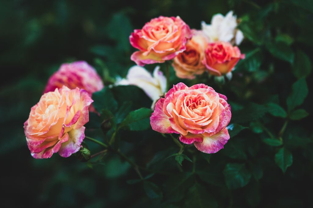 Rosa grandiflora