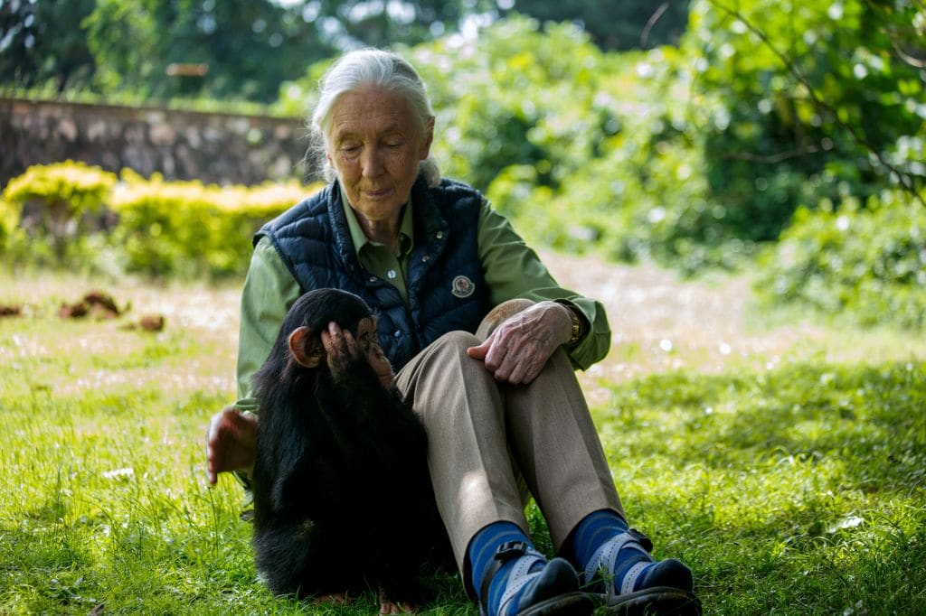 La primatóloga británica Jane Goodall en una visita a un centro de rescate de animales en Entebbe, Uganda, en junio de 2018. 
