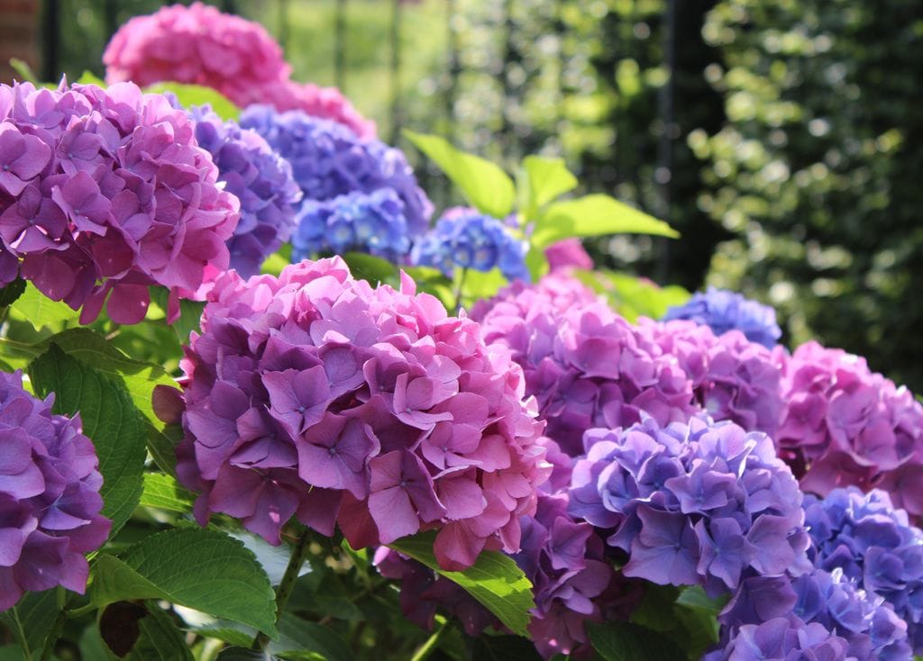 Hortensias