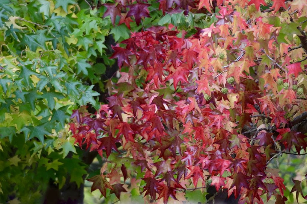 Liquidambar styraciflua ‘Gumball’ es una variedad de liquidámbar enano, ideal para jardines pequeños