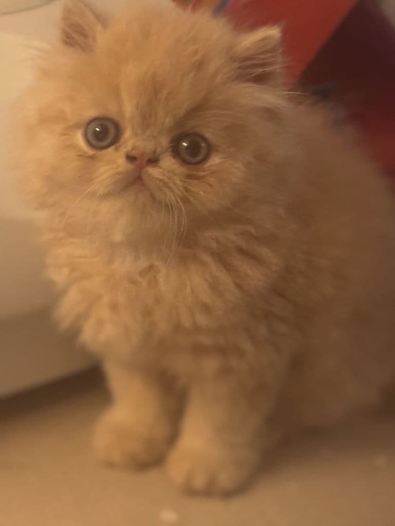 Ella es Kiki, la gatita persa que le regaló Karime.