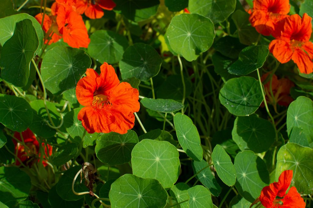 Capuchina