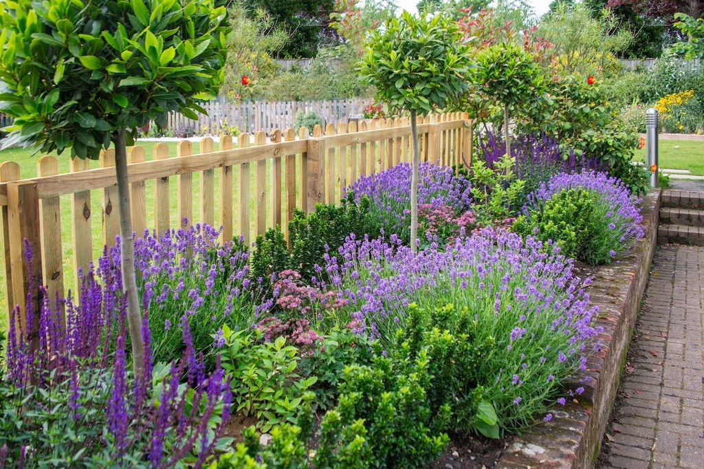 Lavanda y salvia en el jardín