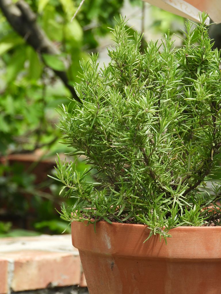  Romero (‘Rosmarinus officinalis’) en maceta, una hierba aromática muy apreciada