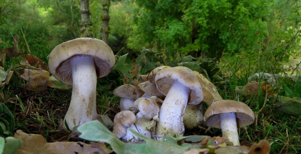 La llamada “seta pérfida” (Entoloma sinuatum) debe su nombre a su aspecto engañoso: puede confundirse con setas comestibles como el perrechico, pero provoca graves intoxicaciones digestivas