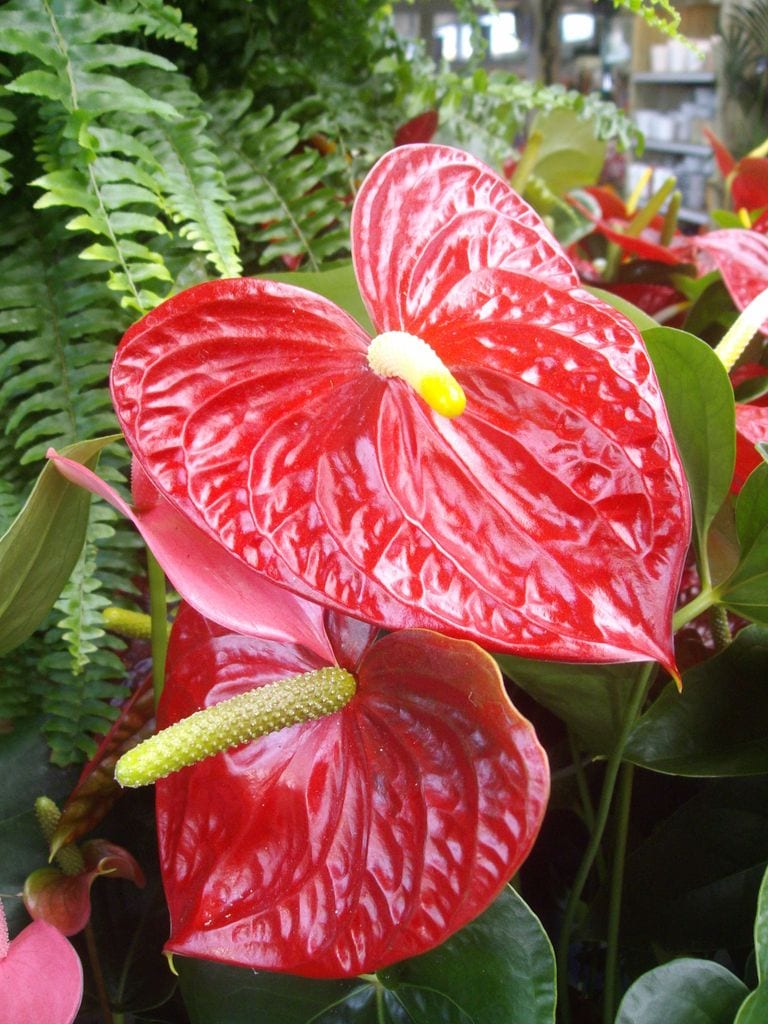 Anthurium o lengua de fuego