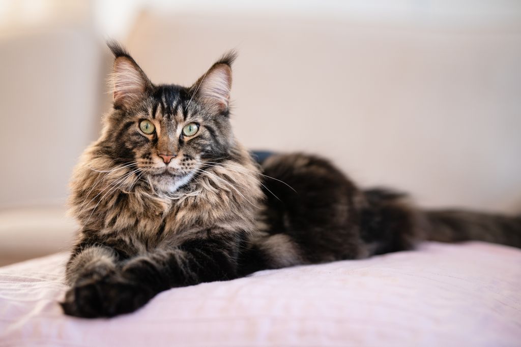 El Maine Coon es una de las razas más grandes y destaca por su carácter sociable y equilibrado