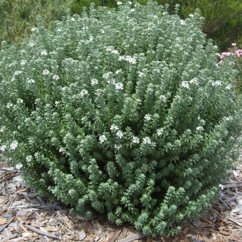Westringea fruticosa