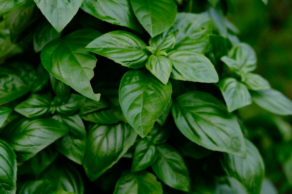 La aromática albahaca (‘Ocimum basilicum’)