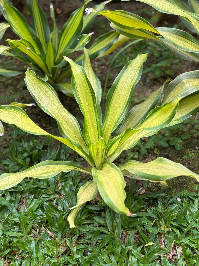 Dracaena fragrans