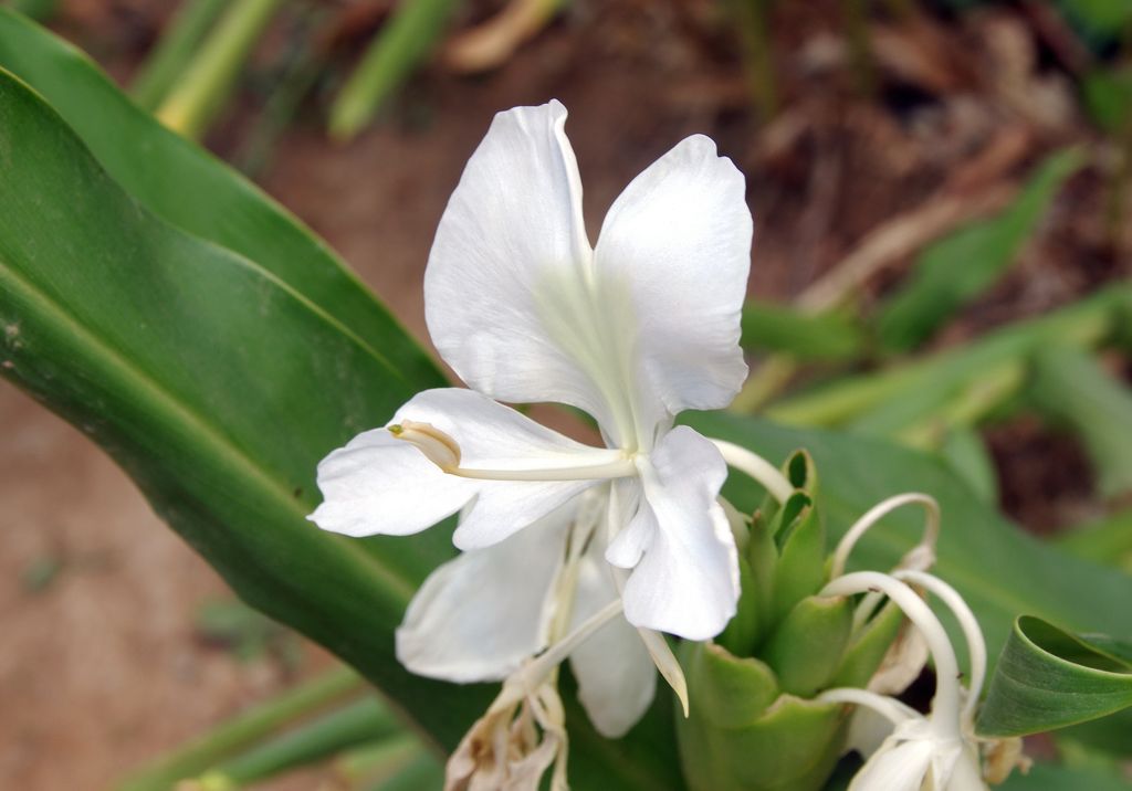 Flor blanca del lirio mariposa (‘Hedychium coronarium’)