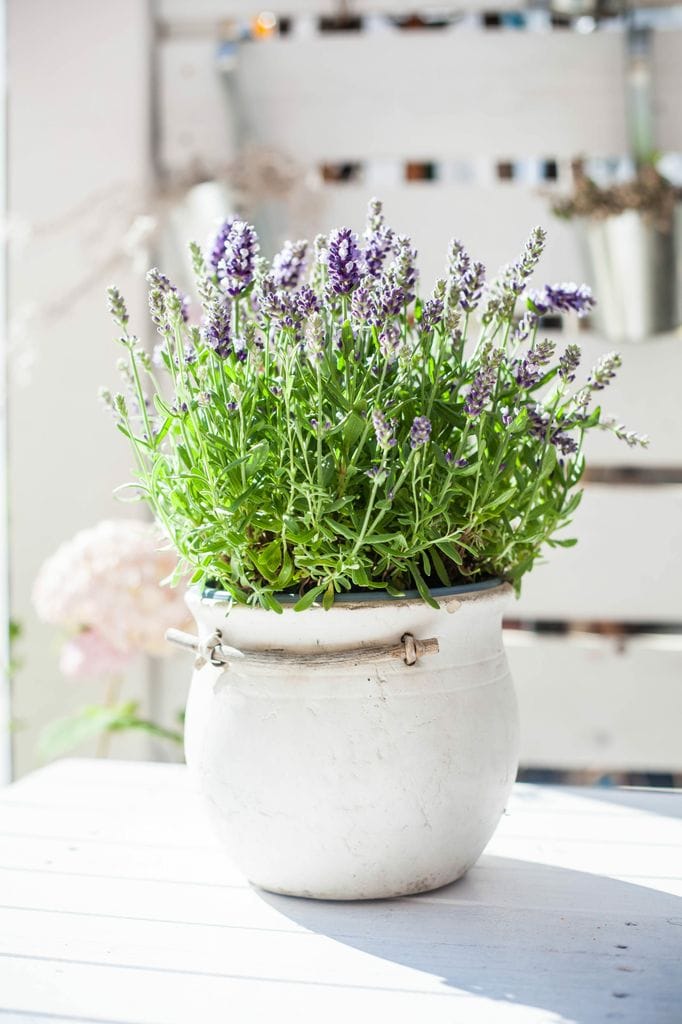 Lavanda en maceta. 