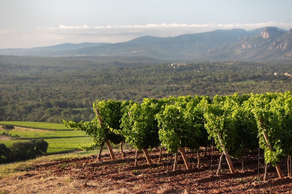 Château D'Esclans tiene viñedos muy antiguos