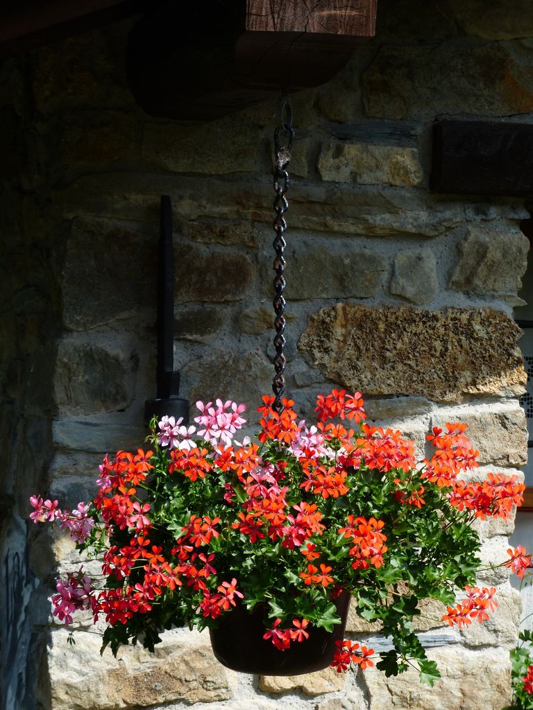 Gitanillas con flor roja y rosa en un recipiente colgante