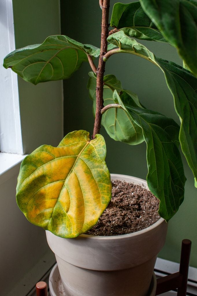 Planta con una hoja amarilla.