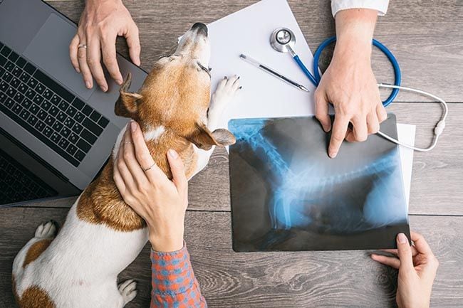 Estas son las enfermedades de perros más comunes