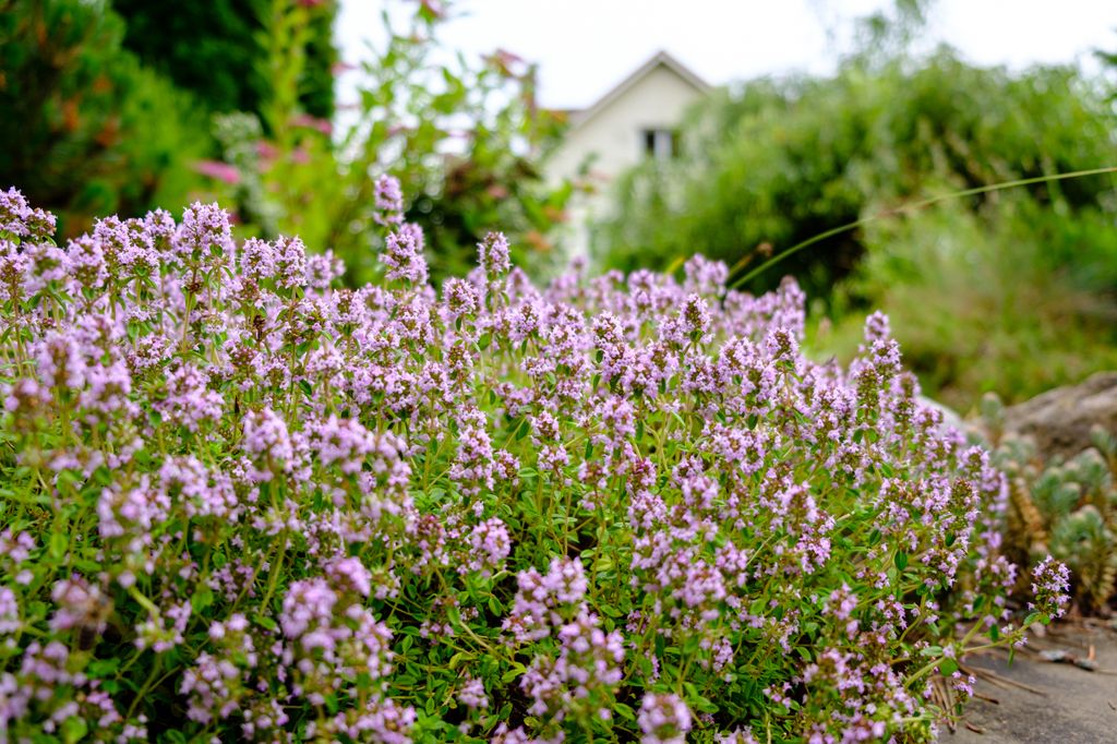 Las hermosas flores de color rosa púrpura del tomillo vulgar (‘Thymus vulgaris’) en un jardín doméstico