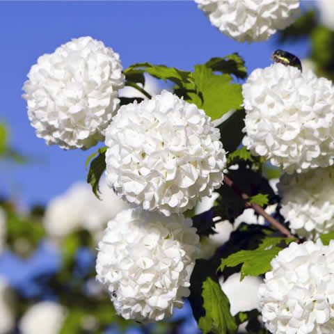 Flores de Viburnum Opulus