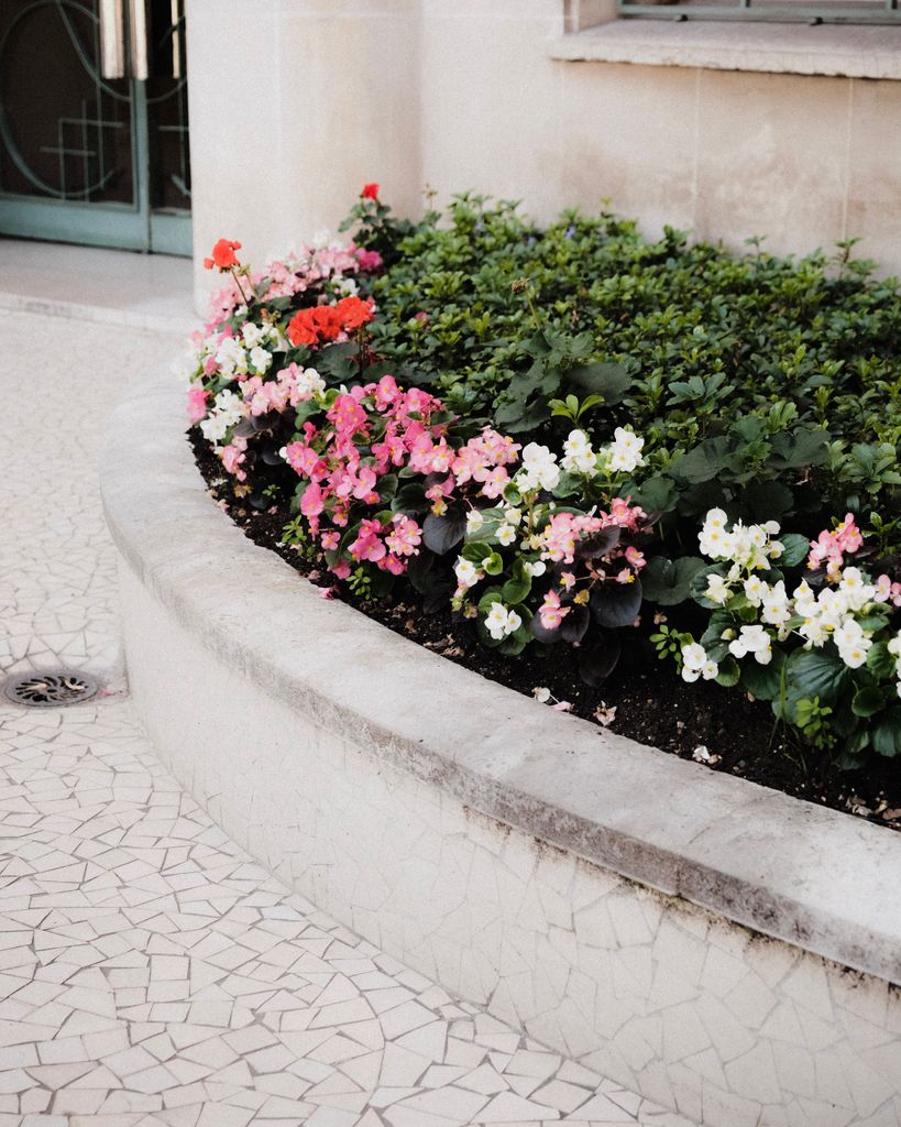 Borduras con begonias de flor (‘Begonia semperflorens’)